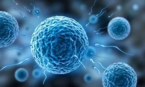 科學家發(fā)現,卵子會偏愛某些人精細胞,這些人卻并不一定是伴侶